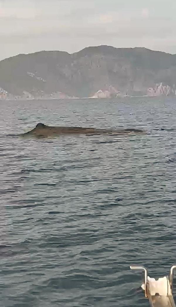 Tek başına yüzdüğü görülen balina zaman zaman su püskürterek gözlerden uzaklaştı.