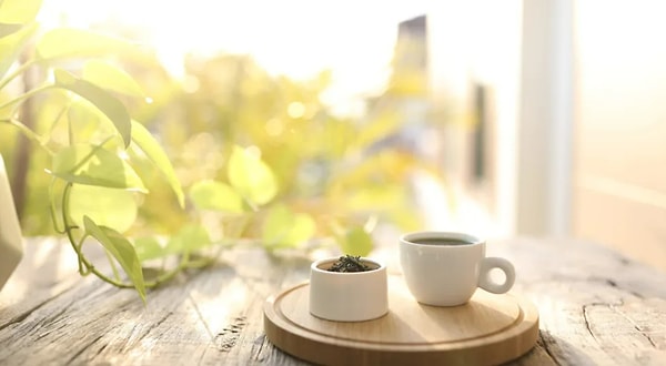 4. Выберите плющ, который вам понравился больше всего: