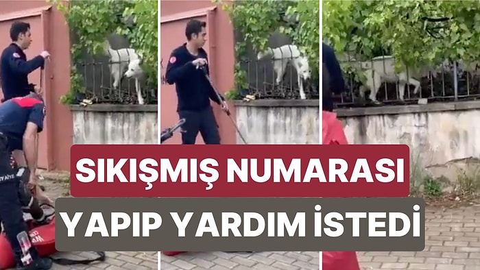 Kafasını Demirlerin Arasında Sokup Havlayarak Yardım İsteyen Köpeğin Aslında Şaka Yaptığı Fark Edildi