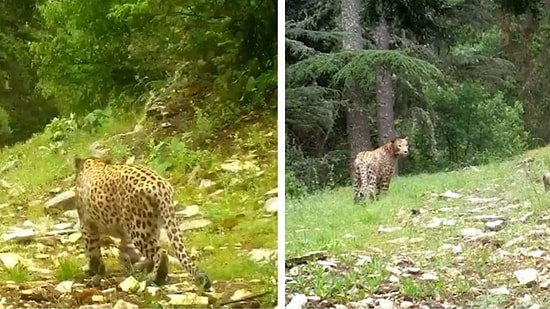 Anadolu Leoparı Yeniden Görüntülendi!