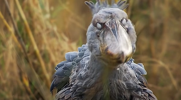 Shoebill kuşlarının popülasyonunun azaldığı ve toplamda 5 bin ile 8 bin arasında üyesi olduğu tahmin edilmektedir.