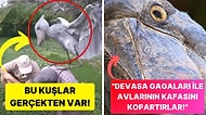 Dinozor Filmlerinden Fırlamış Gibi Gözüken Büyüleyici ve Korkunç Görünümlü Shoebill Kuşları!