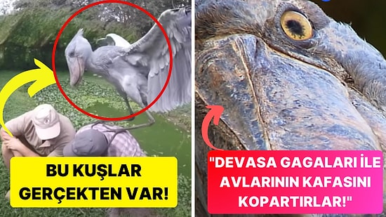 Dinozor Filmlerinden Fırlamış Gibi Gözüken Büyüleyici ve Korkunç Görünümlü Shoebill Kuşları!