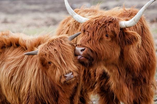 Highland sığırları iki türe ayrılır: Kyloe Highland sığırı ve Güney Highland sığırı.