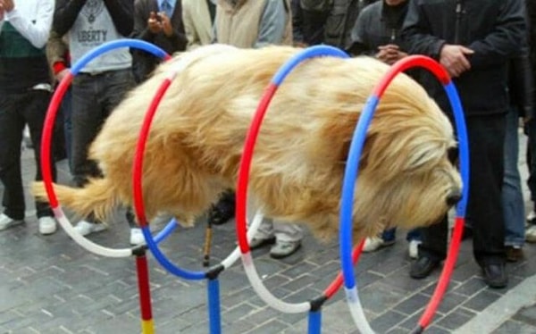 12. Кажется, это испытание точно не для нее 😁