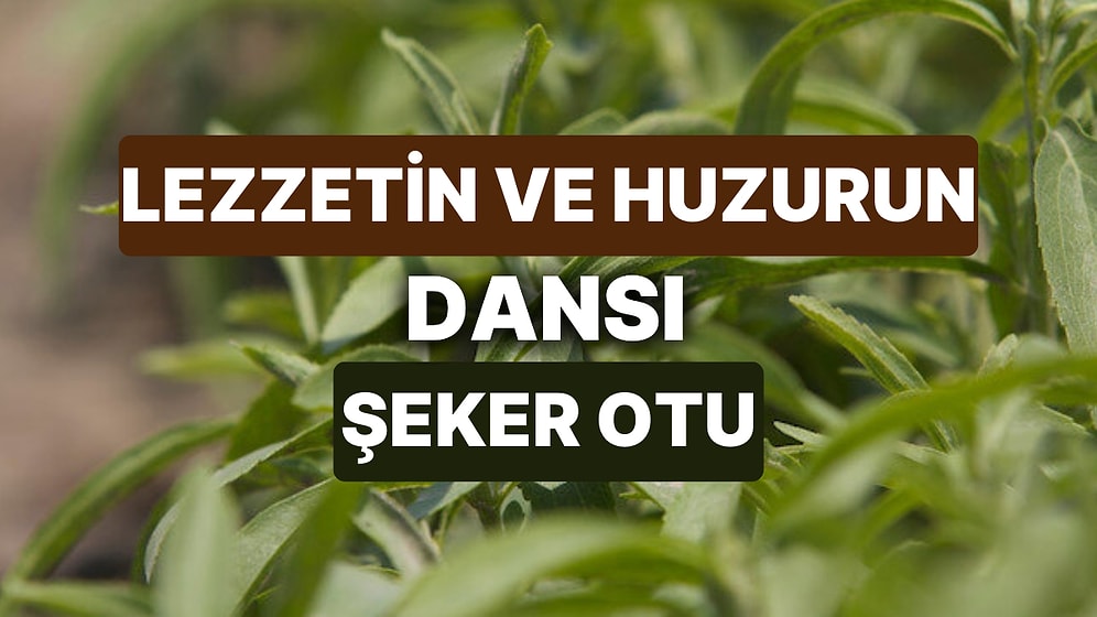 Şeker Otunun Faydaları Nelerdir? Doğal ve Bitkisel Tatlandırıcı Şeker Otu Nedir?