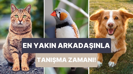 Hayvanseverler Buraya: Senin Evinde Beslemen Gereken Hayvan Hangisi?