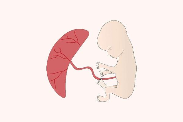 Plasentanın rahim duvarından erken ayrılması ablasyo plasenta olarak tanımlanıyor. Yani bebek, plasentadan daha vakti gelmeden çıkıyor.