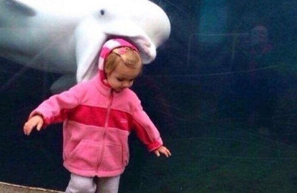 13. «Не кормите животных!»