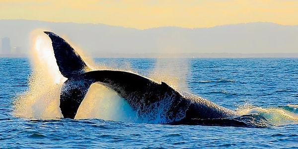 Mavi balinanın büyük kalbi, aynı zamanda enerji tasarrufuna da yardımcı olur.