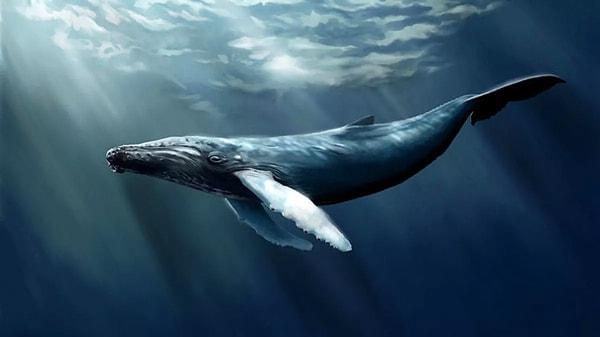 Mavi balinalar, dünyanın en büyük canlılarından biri olarak bilinir. Olağanüstü boyutlarıyla dikkat çeken bu deniz memelileri, 25 ila 30 metre uzunluğa ve 100 ila 200 ton ağırlığa ulaşabilir.