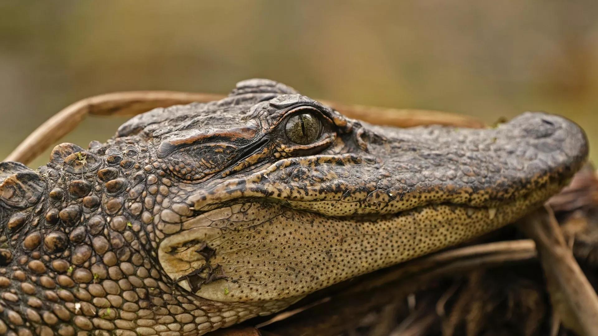 Неожиданный случай: самка крокодила, оплодотворила себя сама, чем сбила с толку ученых