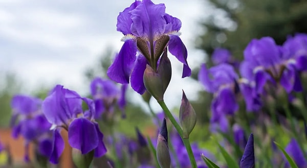 Ваш ментальный возраст 41 год!