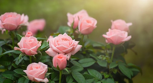 Ваш ментальный возраст 86 лет!