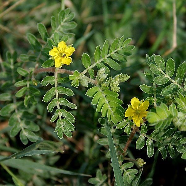 8. Tribulus terrestris bitkisi cinsel arzuyu artırma amacıyla kullanılan bir bitki.