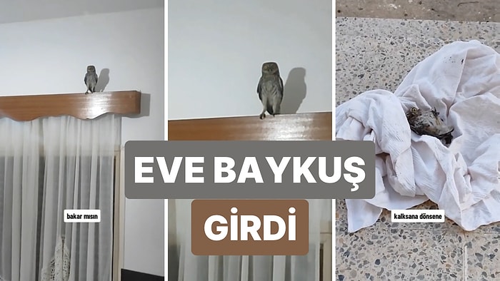 Gecenin Bir Yarısı Evine Giren Baykuşu Evden Çıkarmak İçin Mücadele Veren TikTok Kullanıcısı