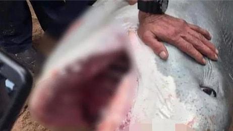 Mısır'da Rus Turisti Öldüren Köpek Balığı Yakalandı