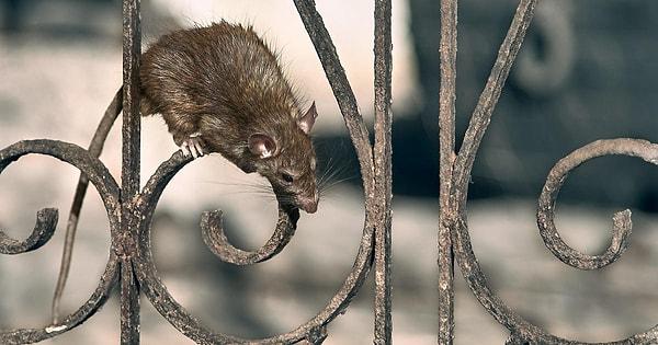 Paris Belediyesi son zamanlarda şehrin en büyük ve yaygın çevresel sorunlarından biriyle karşı karşıya. Başkent, 6 milyona yakın tahmini fare sayısıyla dünyanın fare nüfusu en kalabalık olan 4. şehri.