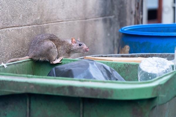 Paris'te fare nüfusunun artmasının bazı nedenleri var. Bunlar; şehirde yaşayan insanların yemeklerini genelde sokaklarda yemesi, yerleşim sakinlerinin ve iş yerlerinin çöpleri akşam dışarı çıkarması ve bu saatlerin farelerin beslenme dönemi olan saatlere denk gelmesi.