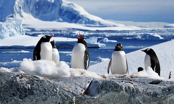 12. ПРАВДА или ЛОЖЬ: В Антарктиде нет постоянных жителей.