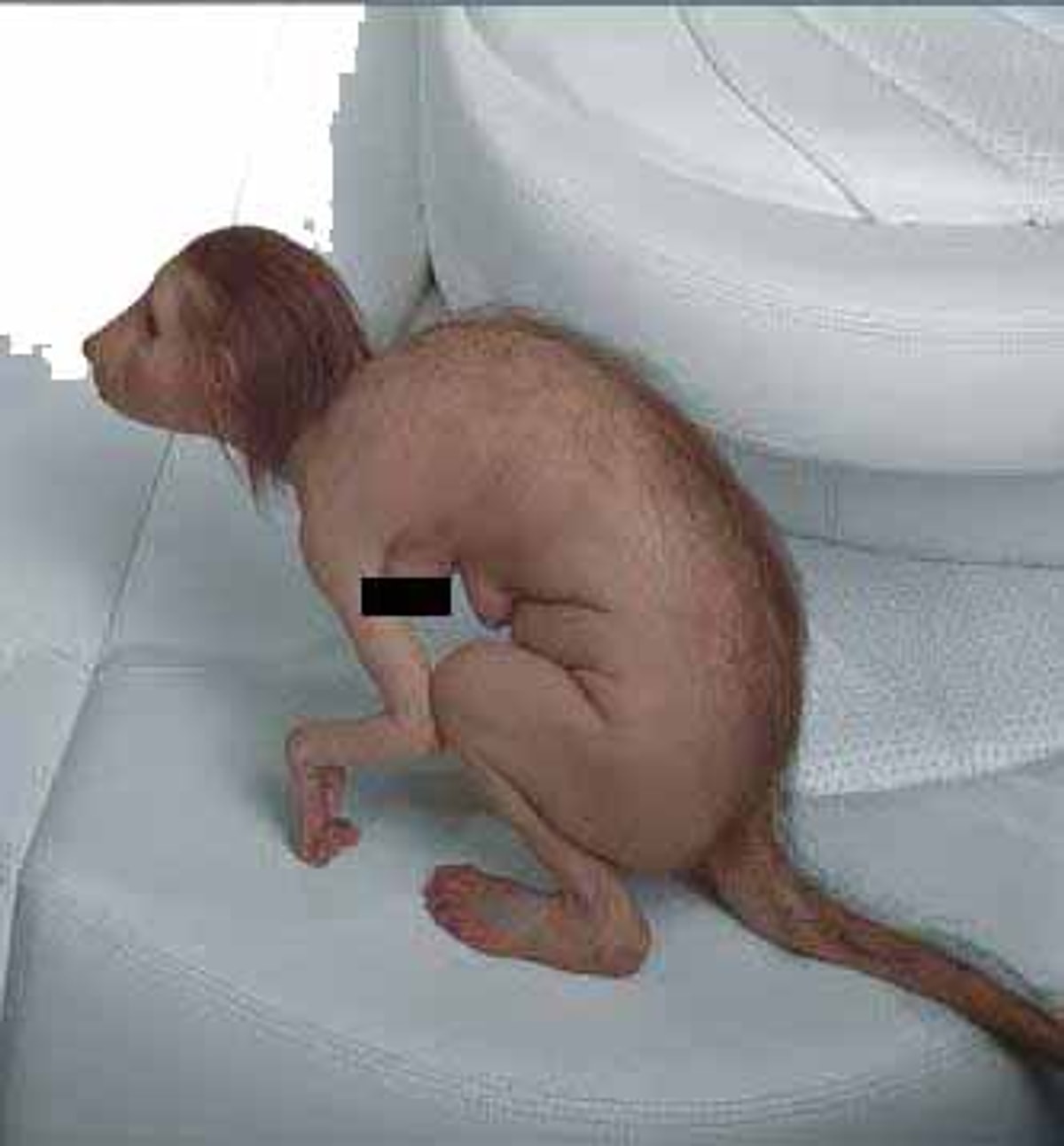 "Kur'an-� Kerim'i Y�rtan K�z" Efsanesi Asl�nda Ne?