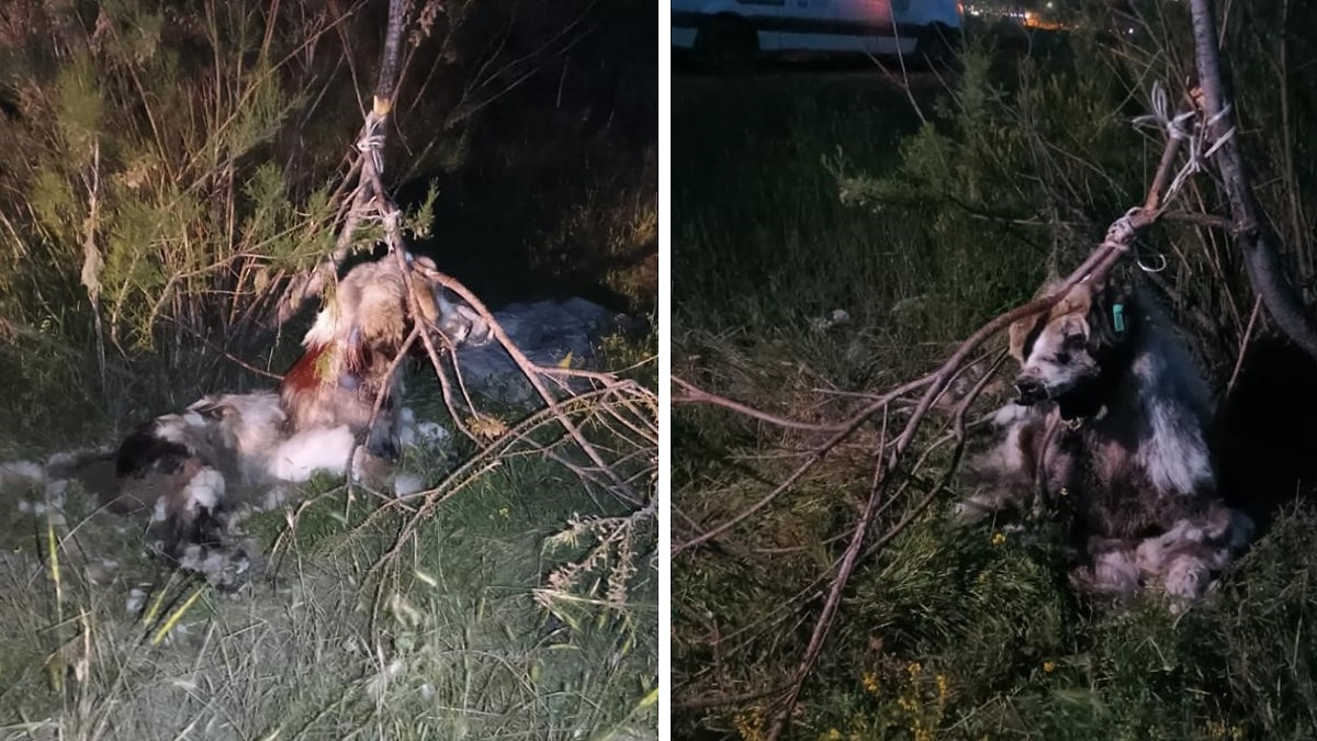 Ankara'da 17 K�pek A�aca As�lm�� Halde Bulundu!