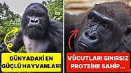 Goriller Nasıl Oluyor da Sadece Bitki ve Böcek Yiyerek Bu Kadar Kaslı Kalabiliyor?