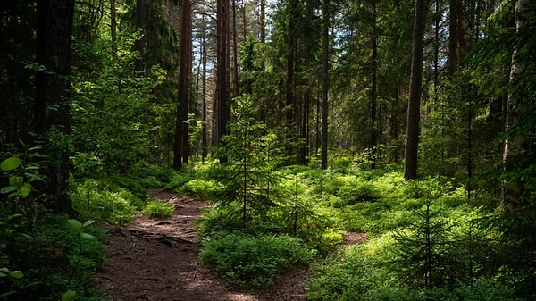9. Выберите снимок природы: