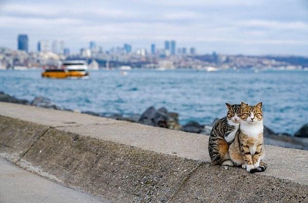 Furry Nomads: The Enchanting Dance of Street Animals in Istanbul's Urban Tapestry