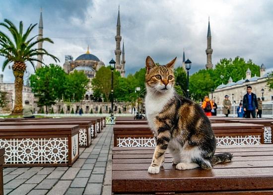 Paws & Whiskers: Embracing Turkey's Endearing Street Animals