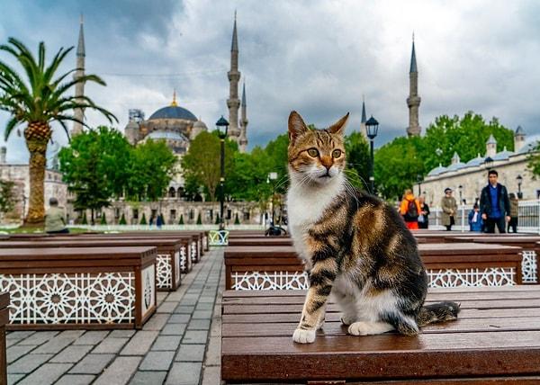 Whiskers, Wags, and Farewells: The Unforgettable Bond with Turkey's Street Animals
