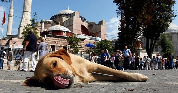 Canine Comrades: The Heartwarming Symphony of Turkey's Street Dogs