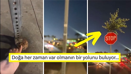 Los Angeles Kaldırımındaki Bir Trafik Levhasının İçinde Büyüyen Ağaç Görenleri Hayran Bıraktı