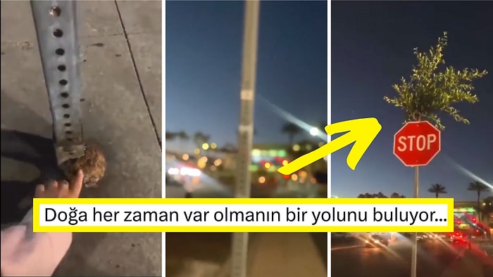 Los Angeles Kaldırımındaki Bir Trafik Levhasının İçinde Büyüyen Ağaç Görenleri Hayran Bıraktı