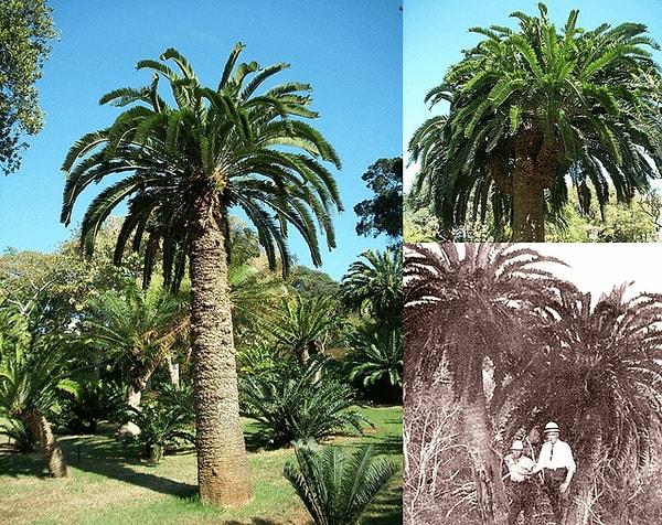 11. Dünyadaki en yalnız ağaç olarak bilinen encephalartos woodii cycad!