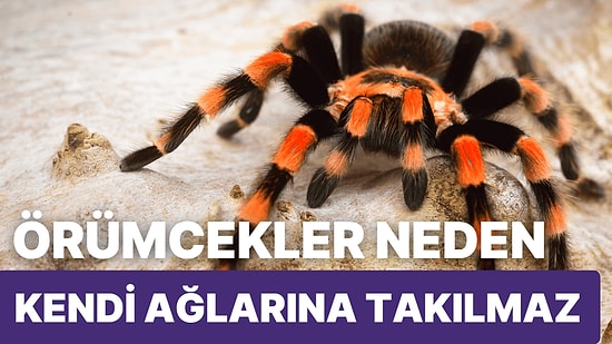 Örümcekler Neden Kendi Ağlarına Takılmaz?