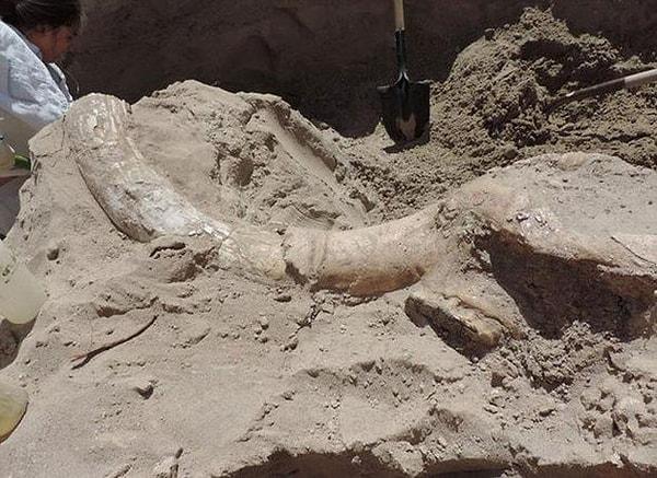 Jude'un ailesi New Mexico Eyalet Üniversitesi'nden bir profesörle temasa geçti ve profesör buldukları şeyi inceleyerek çocuğun fosilleşmiş bir Stegomastodon dişine takıldığı sonucuna vardı.