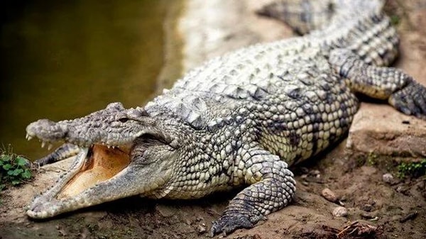 Namibya'da koruma tedbirlerinin etkili şekilde uygulanmasıyla son yıllarda vahşi hayvanların sayısının arttığına dikkati çeken Muyunda, bunun insanların yaşam alanlarının da kısıtlanmasına yol açtığını dile getirdi.