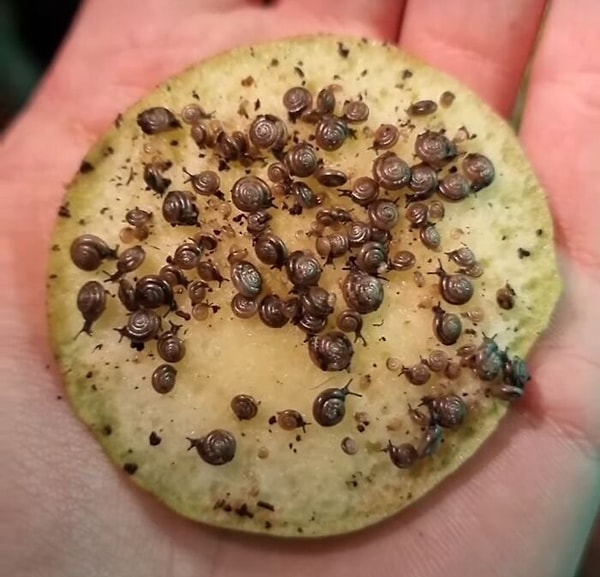 21. Хотите печеньку с шоколадом?