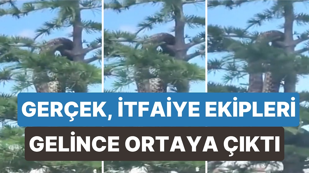 Yozgat'ta Görüntülenen Anakonda Büyüklüğündeki Yılan Halk Arasında Paniğe Sebep Oldu