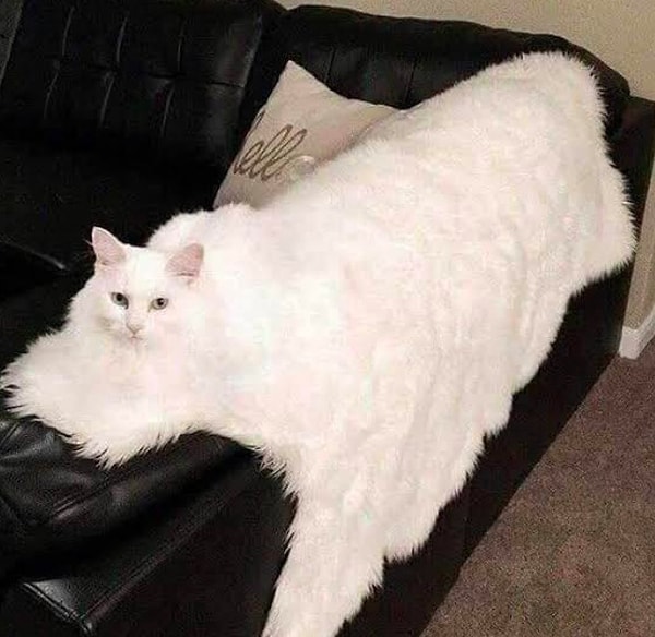 19. наверное, каждый хотел бы иметь дома подобного кота ❤️