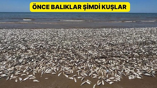 Böylesi Ne Görüldü Ne de Duyuldu: Binlerce Hayvan Öldü