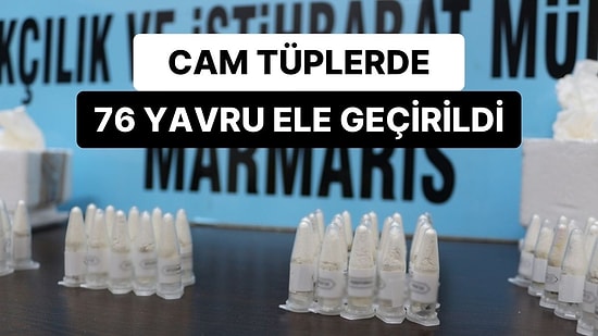 Polonya'dan Marmaris'e Tarantula Kargosu: 76 Yavru Ele Geçirildi