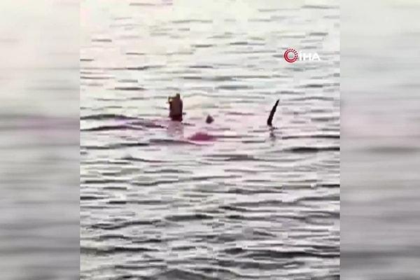 Geçtiğimiz günlerde Mısır’da tatil yapan Rus turist, köpekbalığı saldırısında hayatını kaybetmişti.