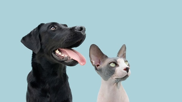 1. Вам нравятся кошки или собаки?