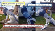 Yapay Zeka Değil Gerçek: Görenleri Şaşkına Çeviren "Mutant Güvercin" Viral Oldu!