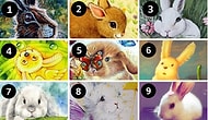 Тест: Выберите кролика и узнайте прогноз на ближайшее будущее