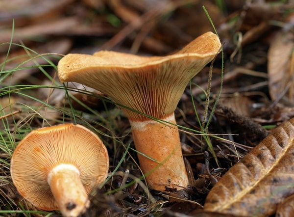 Kanlıca Mantarı (Lactarius deliciosus)