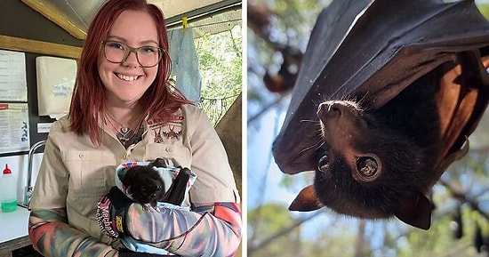 Эта девушка-ветеринар спасает диких летучих мышей и ухаживает за ними