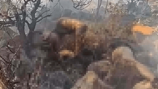 Marmaris'te Yanan Ormandaki Cesedin Kimliği Tespit Edildi
